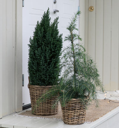 Sedertre 60 cm Sedertre 60 cm